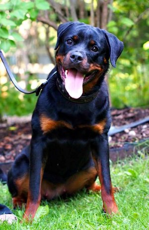 picture_rottweiler