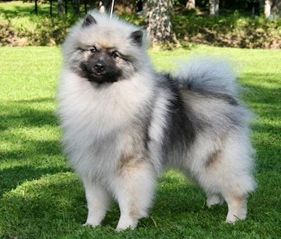 picture_keeshond